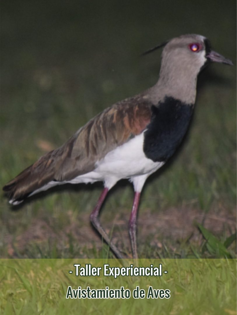 Avistamiento de Aves