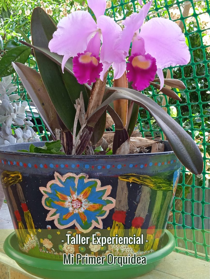 Mi Primer Orquidea