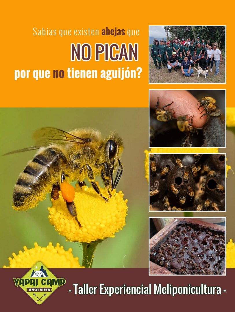 Taller de Abejas Meliponas